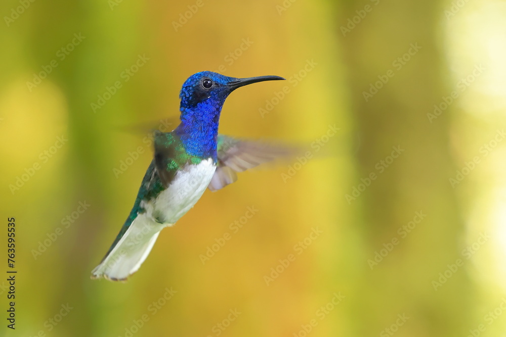 Fototapeta premium White-necked Jacobin (Florisuga mellivora) Ecuator