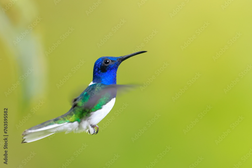 Fototapeta premium White-necked Jacobin (Florisuga mellivora) Ecuator