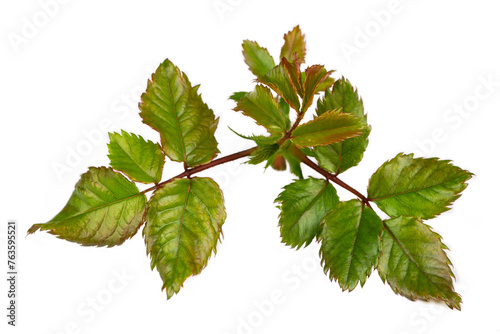Rose leaf on the white back...