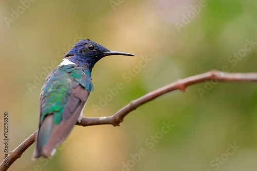 White-necked Jacobin (Florisuga mellivora) Ecuator