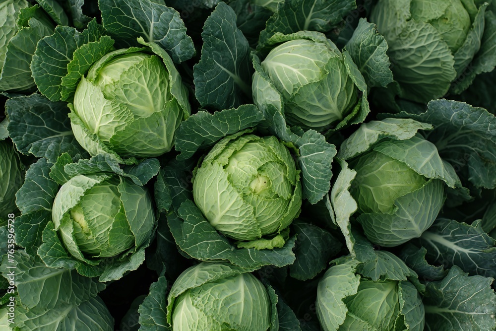 Background with a large cabbage field. Ripe harvest on a farm or greenhouse - obrazy, fototapety, plakaty 