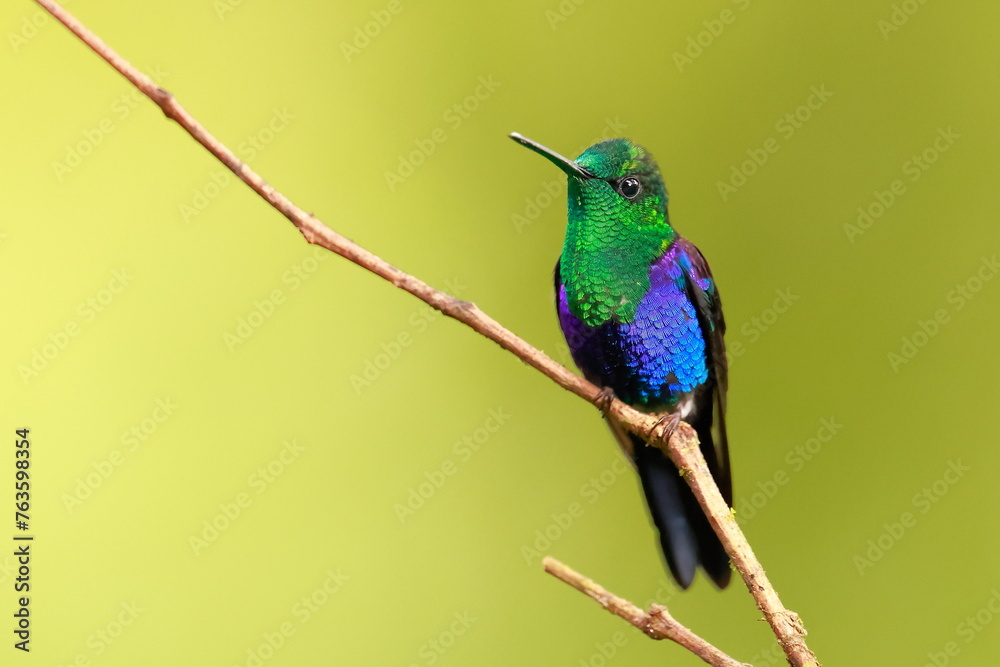 Velvet-purple Coronet (Boissonneaua jardini) Ecuador Velvet-purple Coronet (Boissonneaua jardini) Ecuador
