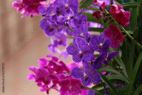 Purple orchid in bloom of Focus on the middle of the flower.