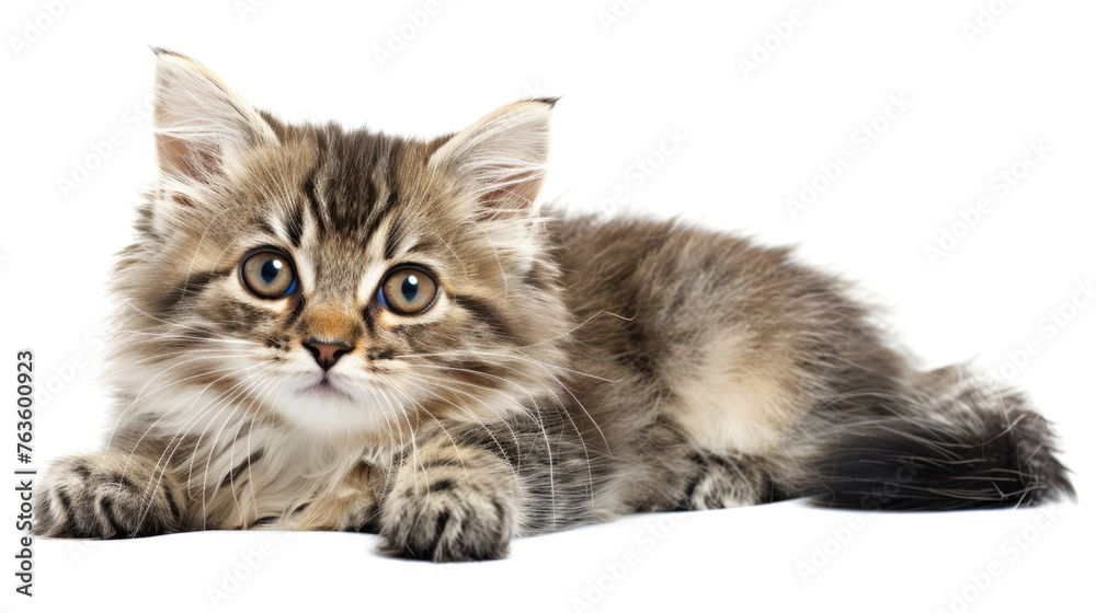 A young kitten lying down on top of a clean white floor