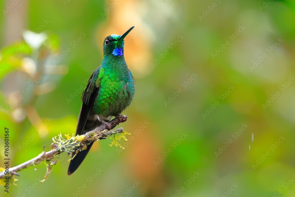 Fototapeta premium Green-crowned brilliant - male(Heliodoxa jacula) Ecuador