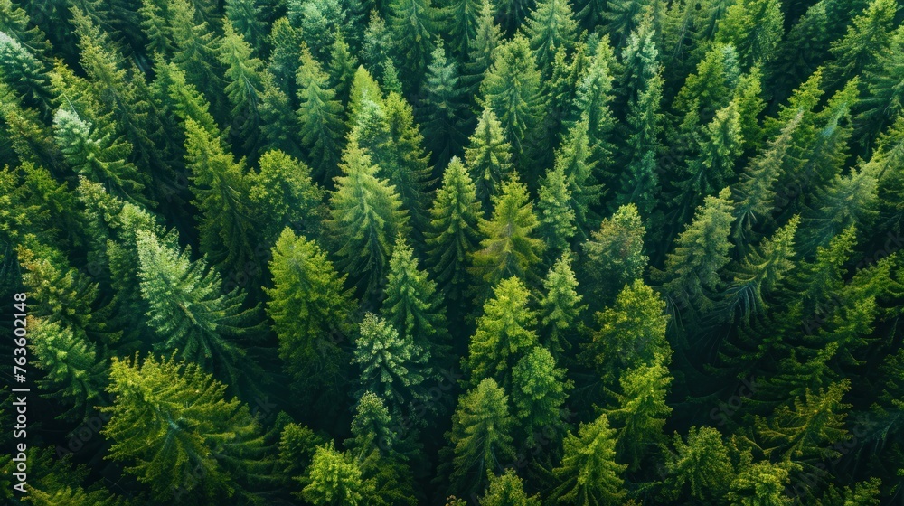 Fototapeta premium Aerial view of green forest of old spruce, fir and pine trees nature landscape. AI generated