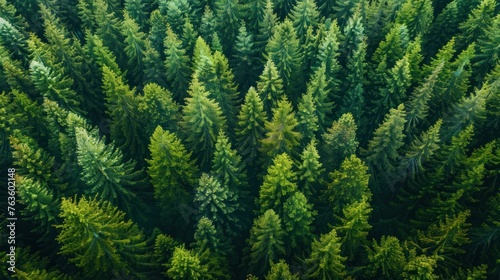 Aerial view of green forest of old spruce, fir and pine trees nature landscape. AI generated © yusufadi