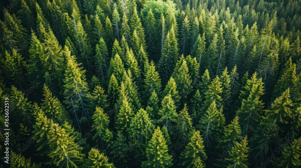 Aerial view of green forest of old spruce, fir and pine trees nature landscape. AI generated Aerial view of green forest of old spruce, fir and pine trees nature landscape. AI generated