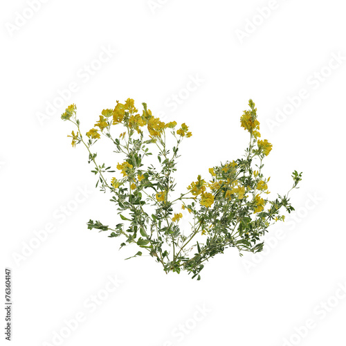 plant isolated on white background