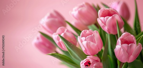Bouquet of pink tulips on pink background. Mothers day, Birthday celebration concept. Greeting card © Vasiliy