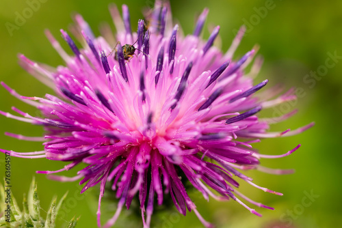 Macro photo of a purple and pink flowering spear thistle (Cirsium vulgare) photo