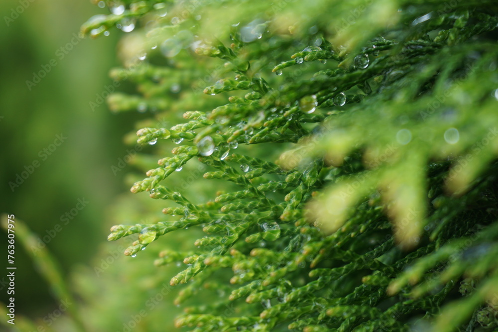 Close-up of a thuja branch adorned with glistening morning dew