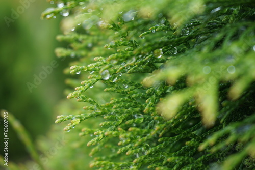 Close-up of a thuja branch adorned with glistening morning dew