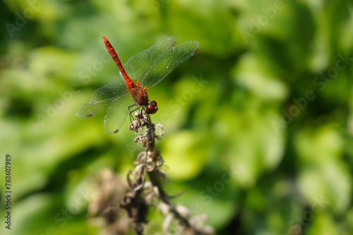 A vibrant red dragonfly perched on a green plant stem. A close-up of a scarlet darter dragonfly perched on a green stem