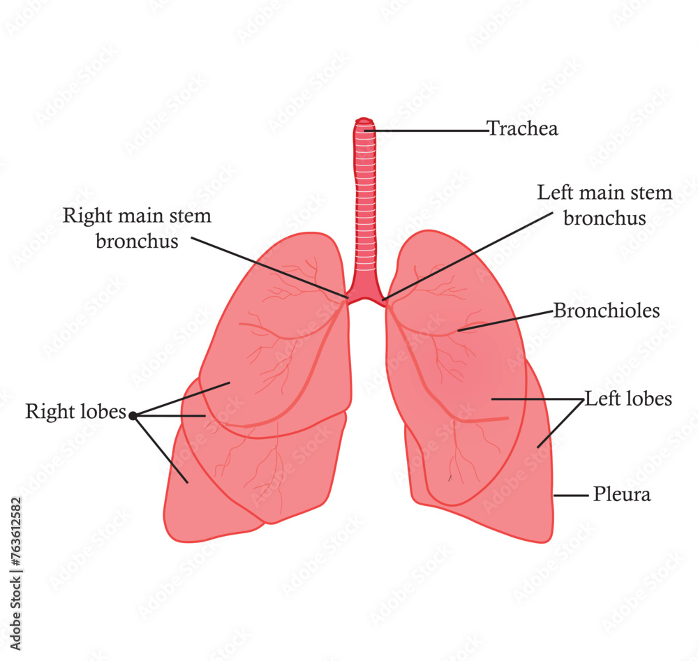 Human Lungs Anatomy. Study content for Biology and Medicine students. Vector Illustration. - obrazy, fototapety, plakaty 