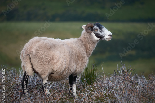 A lone sheep stands in a field. Scotland, United Kingdom