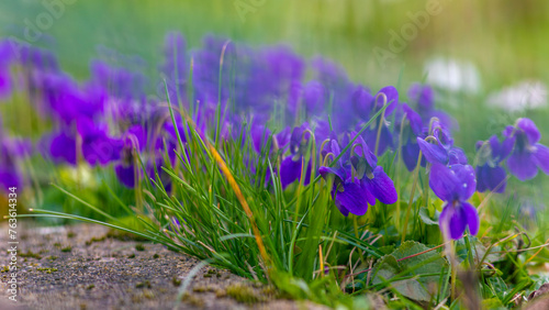 purple crocuses in the grass