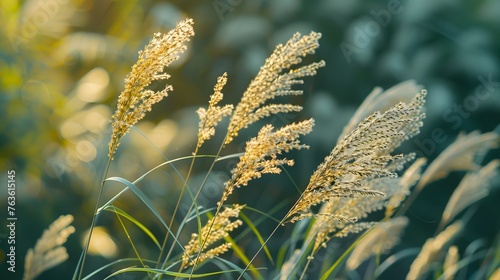 flowering grass in detail - allergens 