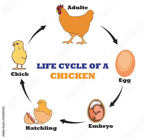Life Cycle of A Chicken. Diagram and infographic. Vector illustration.