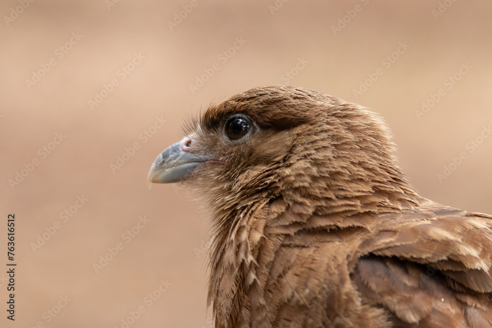 Tiuque, alcón chileno