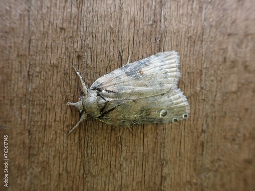 Oak Nycteoline moth (Nycteola revayana)