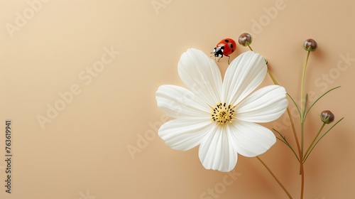 brow background with flower stems and white flowers. Featuring a ladybug exploring the delicate petals, there's plenty of space for this simple design message. Suitable for various purposes