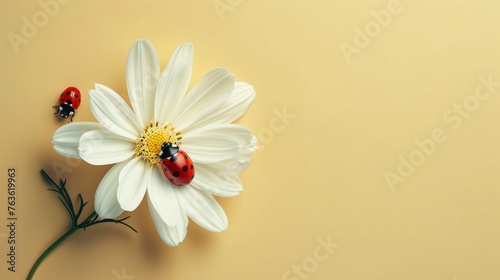 beige background with flower stems and white flowers. Featuring a ladybug exploring the delicate petals, there's plenty of space for this simple design message. Suitable for various purposes photo