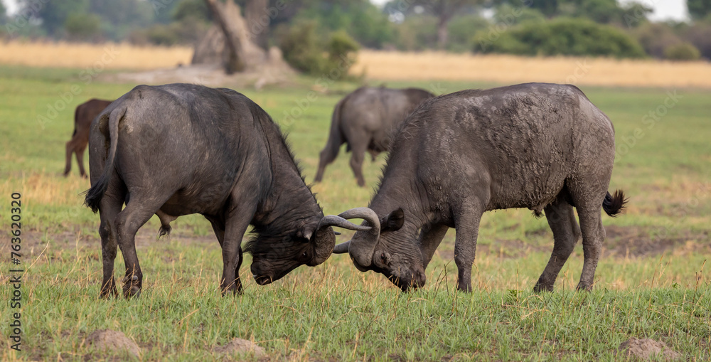 African buffalo fighting in the Okavango Delta, Botswana African buffalo fighting in the Okavango Delta, Botswana