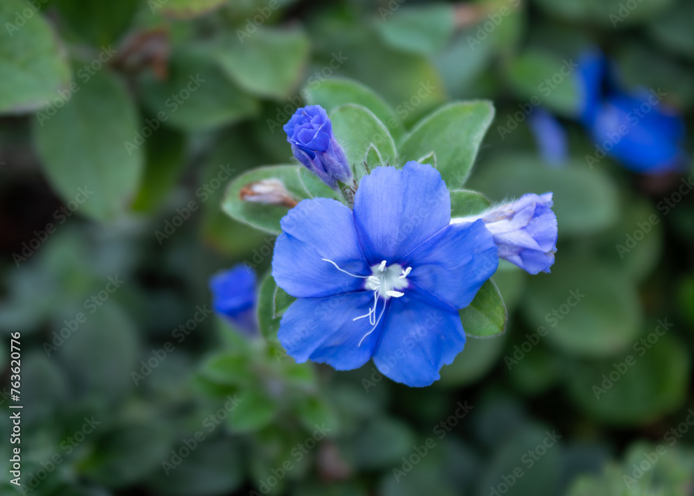 Φωτογραφία Blue daze