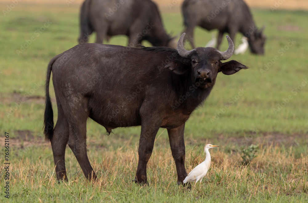 Fototapeta premium African buffalo in the Okavango Delta, Botswana