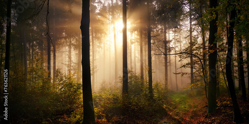 Enchanting moody panorama with sunrays illuminating the fog in the woods. A cinematic fairytale scenery