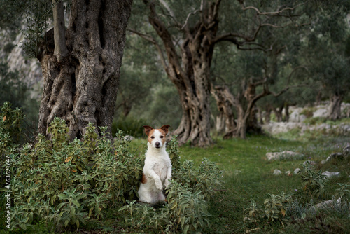 A curious dog pauses in a rustic mountain landscape, the natural explorer in its element. Surrounded by olive trees, the adventurous canine surveys
