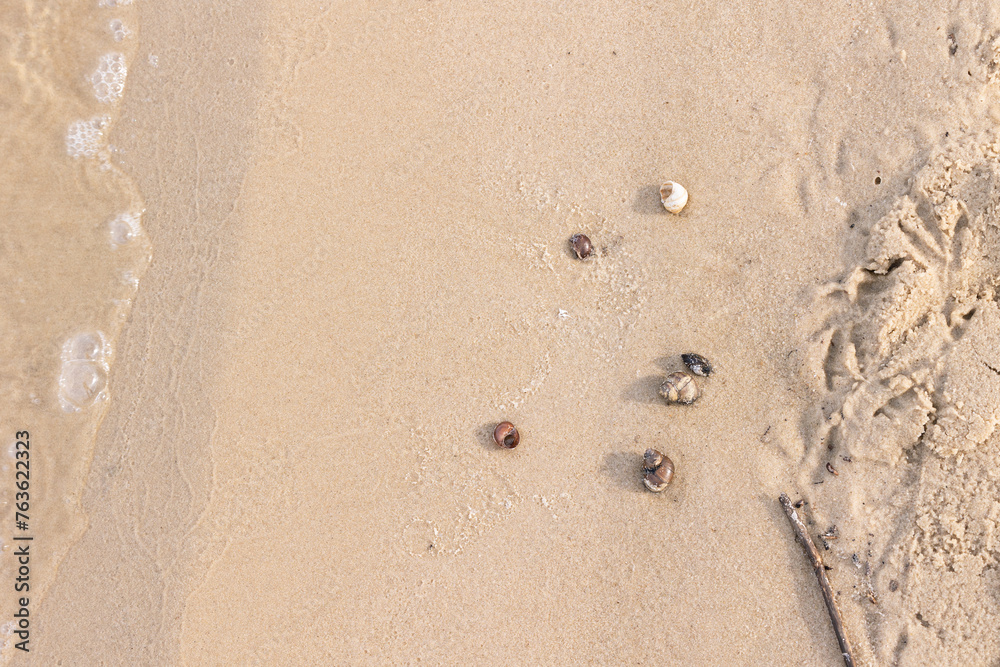 Seashells on wet sand on the shore Seashells on wet sand on the shore