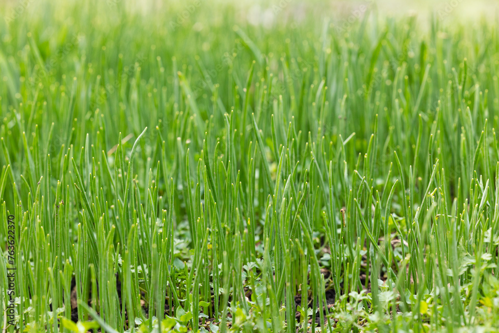 Green grass background. Green grass on the lawn. Green grass background. Green grass on the lawn.