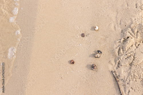 Seashells on wet sand on the shore © Olena