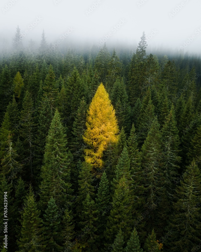 Single yellow larch between coniferous forest with fog, South Tyrol, Italy, Europe Single yellow larch between coniferous forest with fog, South Tyrol, Italy, Europe