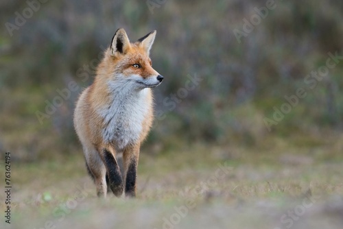 Red fox (Vulpes vulpes) in winter coat, attentive, Netherlands photo