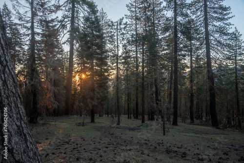 Sun Rises Over Forest and Countryside in Lassen Volcanic © kellyvandellen