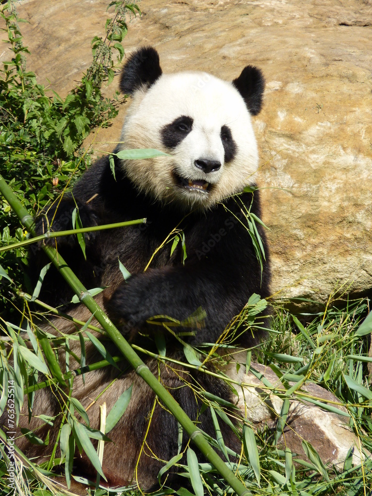 Fototapeta premium Panda dans un parc animalier