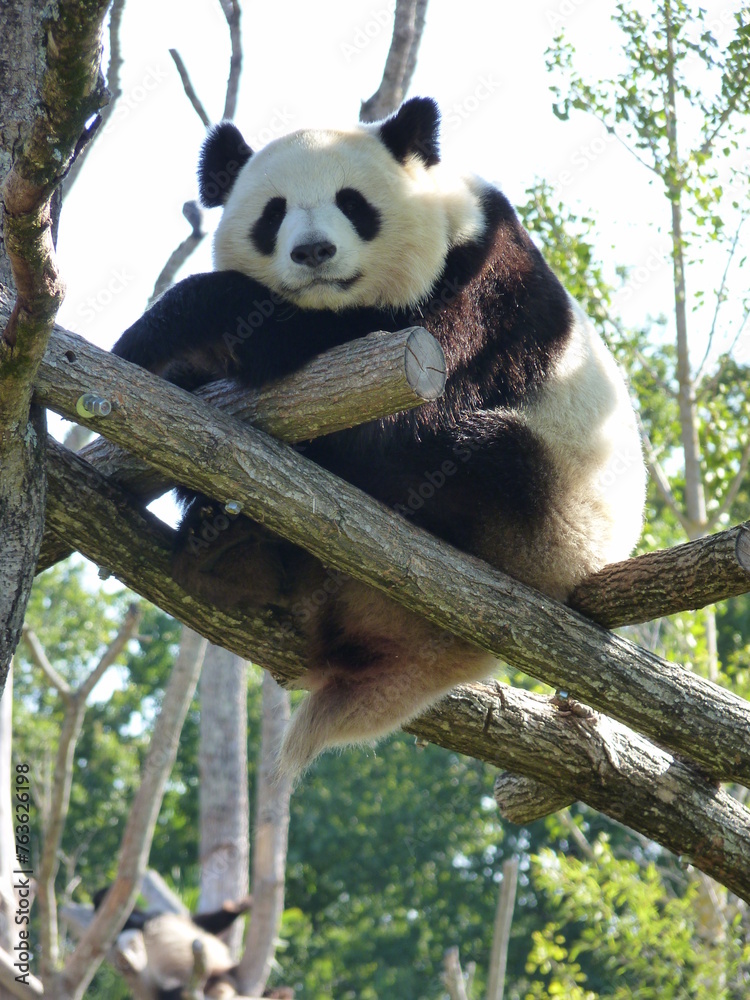 Fototapeta premium Panda dans un parc animalier
