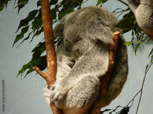 Canvas Print Koala dans un parc animalier