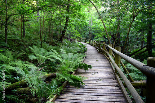 wooden bridge in the forest