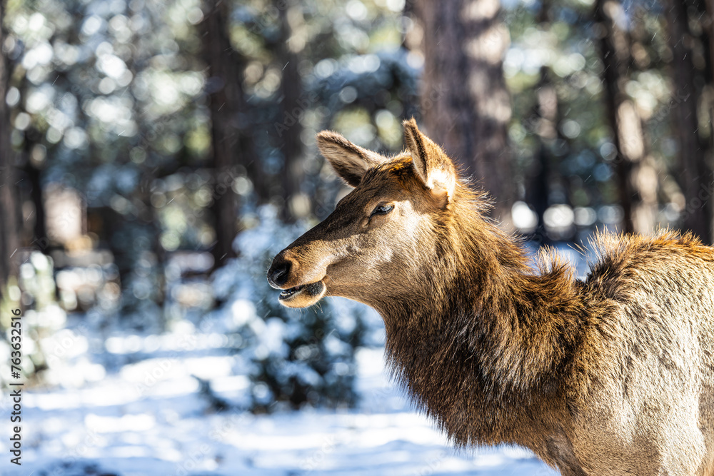 Fototapeta premium Close up of the head of an elk in a winter landscape