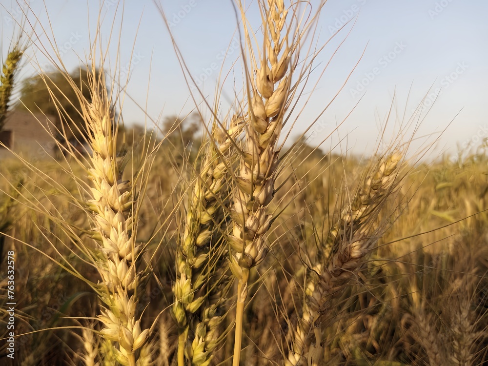 golden wheat spikes glowing in sunlight during harvest season in rural fields golden wheat spikes glowing in sunlight during harvest season in rural fields