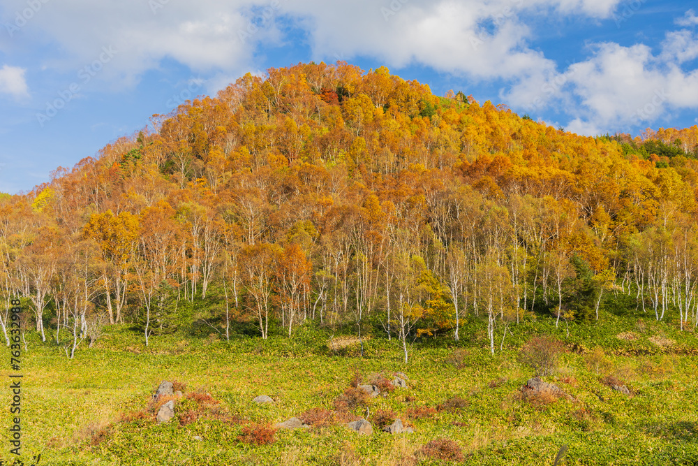 Φωτογραφία 日本の風景・秋　志賀高原　紅葉見頃の平床