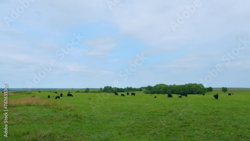 Cattle brazing in fields. Black angus cows as herd. Powerful black cow that eats grass. photo
