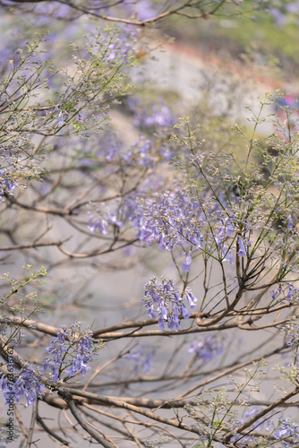 Rama de árbol jacaranda con pocas flores  photo
