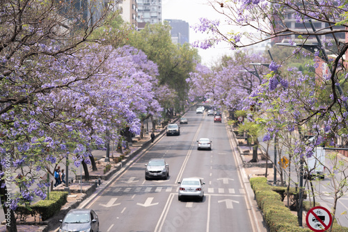 Calle de la ciudad de México con árboles de jacaranda a los costados y coches transitando photo