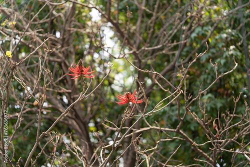 ramas de árbol colorín con brotes photo