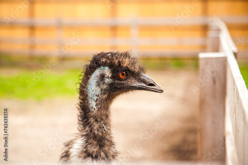 Close up view of cute ostrich emu. Australian ostrich emu walk in the paddock. Emu is second largest living bird on the planet. . photo